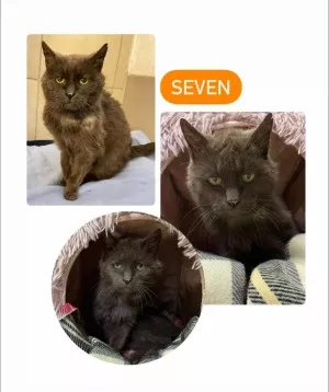 Seven
