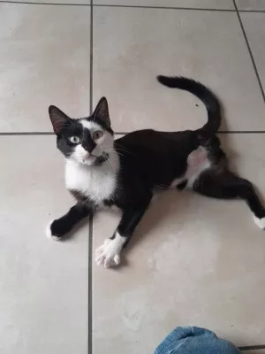 Juno  *Réservée* (En F.a. En Vue D'adoption)