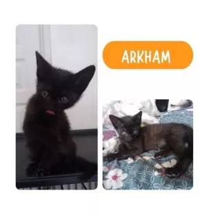Arkham