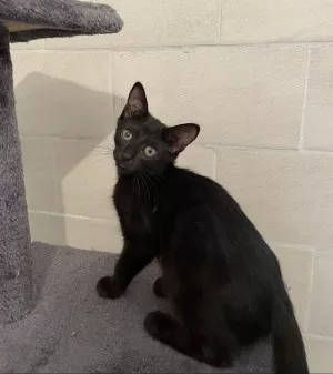 Amir
