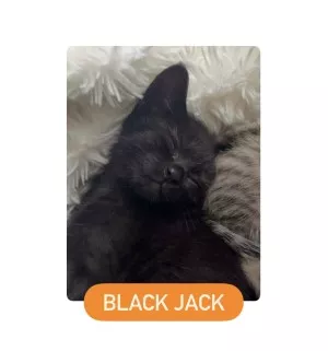 Black Jack