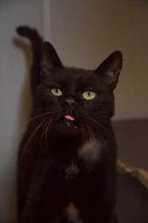 Nelson *Adopté*