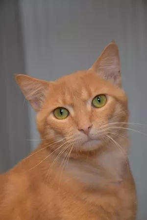 Jasper