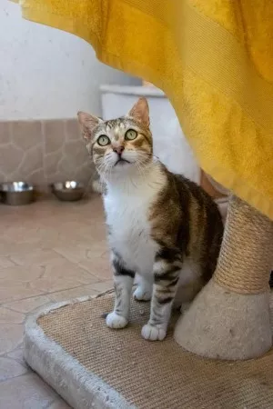Atchoum *Adopté*