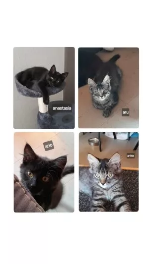Arlo*Réservé*, Anastasia, Aru*Réservé*, Anitta (Visible En Fa)