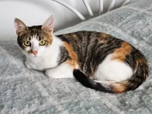 Mixie