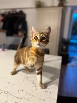 Aby