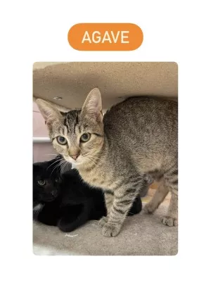 Agave *Réservée*