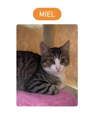 Miel
