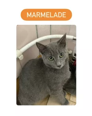 Marmelade