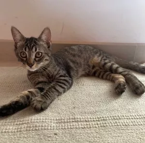Nala *Adoptée*