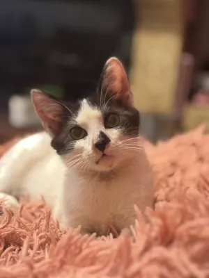 Raisin *Adopté*