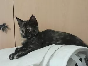 Milie (Mireille De Son Vrai Nom)