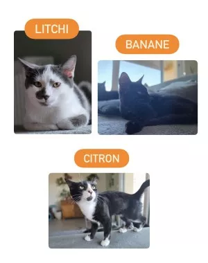 Litchi(Adopté), Citron *Adopté* , Banane *Réservé*