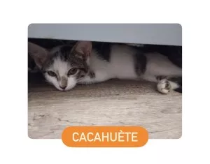 Cacahuète*Réservé*