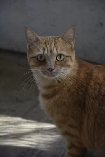 Fraise *Adoptée*