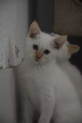 Gianni *Adopté*