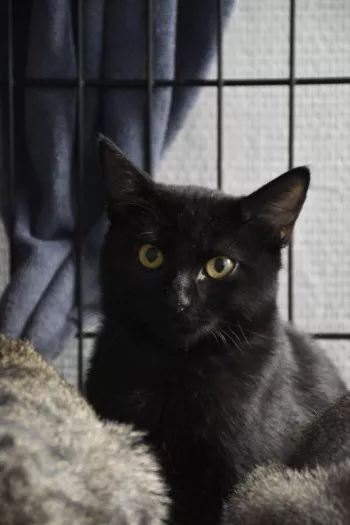 Phia *En Fa En Vue D'adoption*