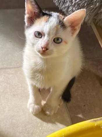 Choupette