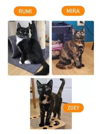 Zoey(Réservée),Rumi (Adopté) Et Mira(Adoptee)