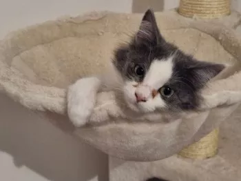 Aloa *Adoptée*