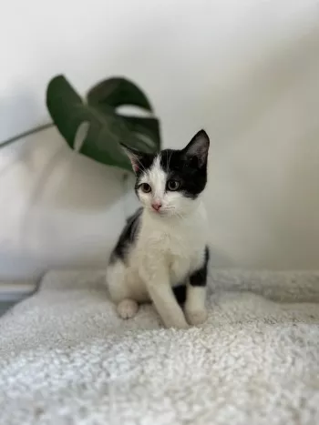 Nino *En Famille D'accueil En Vue D'adoption*