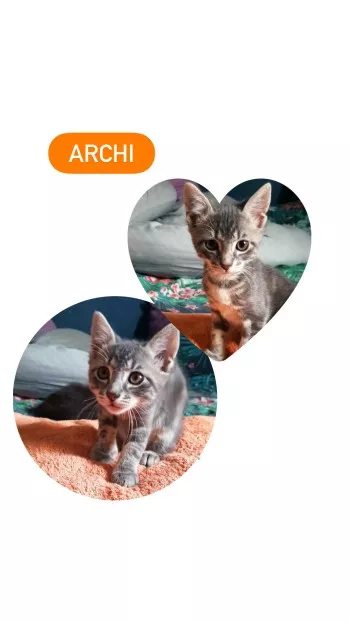 Archi *Adopté*