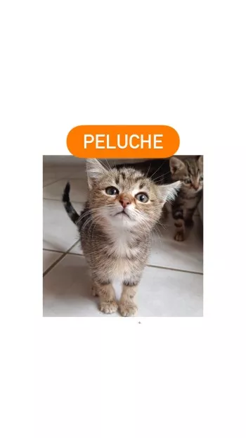 Peluche Réservée