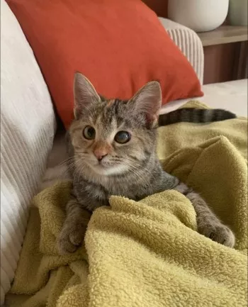 Mitaine *Adoptée*