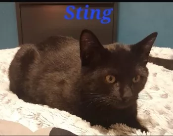 Sting *Réservé*