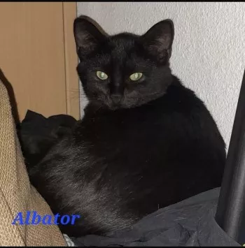 Albator *Réservé*