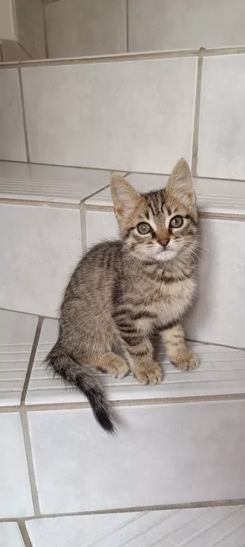 Tiny *Réservé*