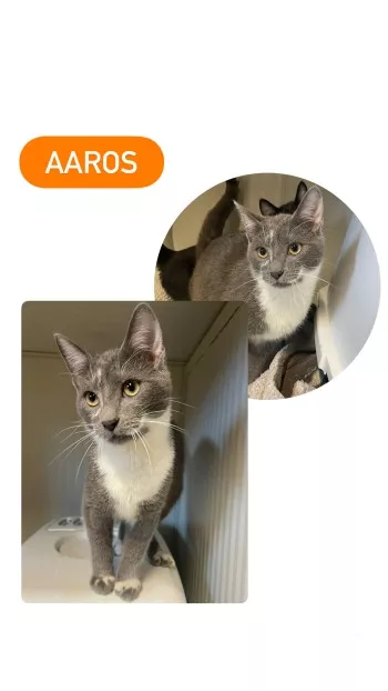 Aaros *Fa En Vue D'adoption*
