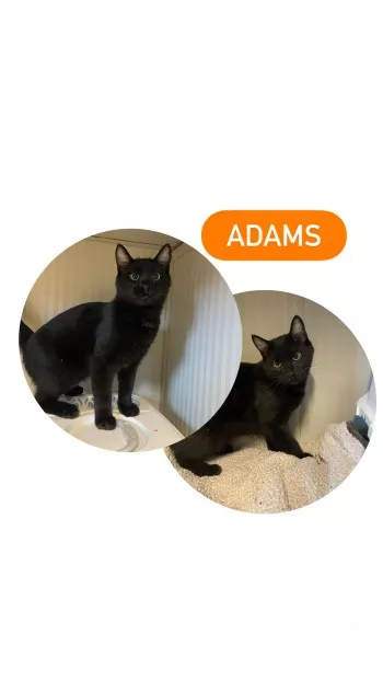 Adams *Fa En Vue D’adoption*