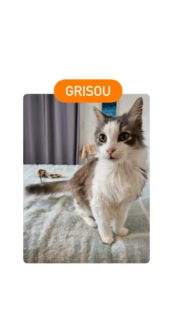 Grisou