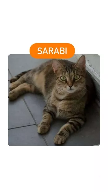 Sarabi