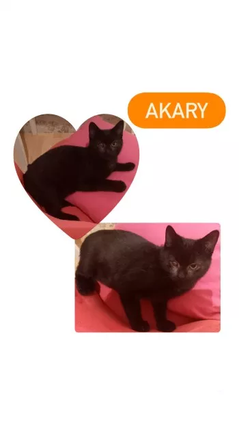 Akary *Adopté*