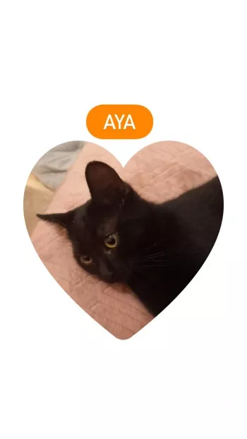 Aya *Adoptée*