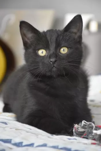 Atchoum