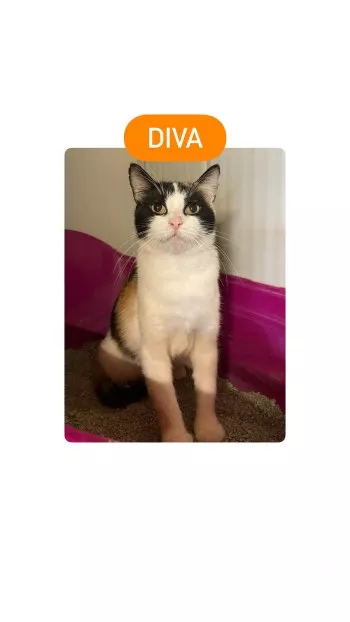 Diva