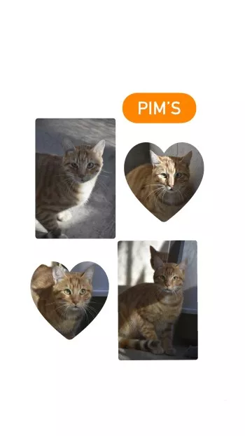 Pim’s *Adopté*