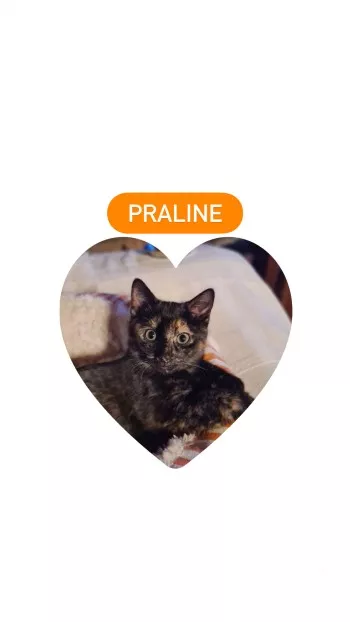Praline
