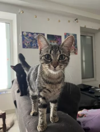 Aria *Adoptée*