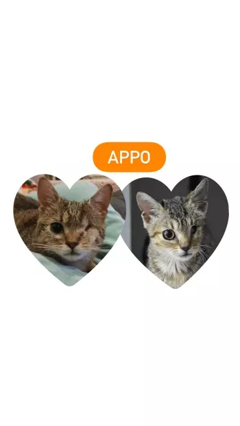 Appo *Réservé*