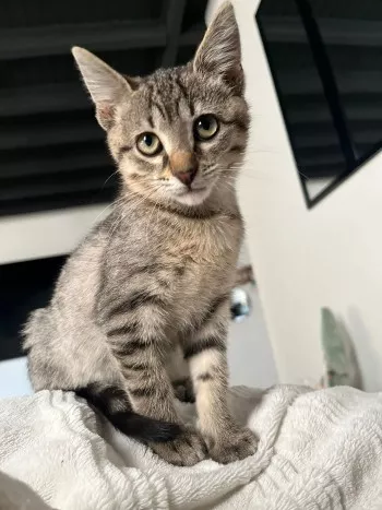 Siloé *Adoptée*