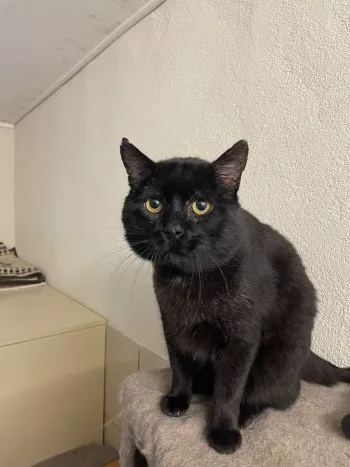Coconut *Fa En Vue D’adoption*
