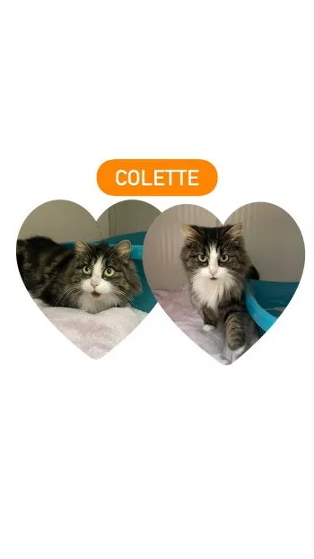Colette *Adoptée*