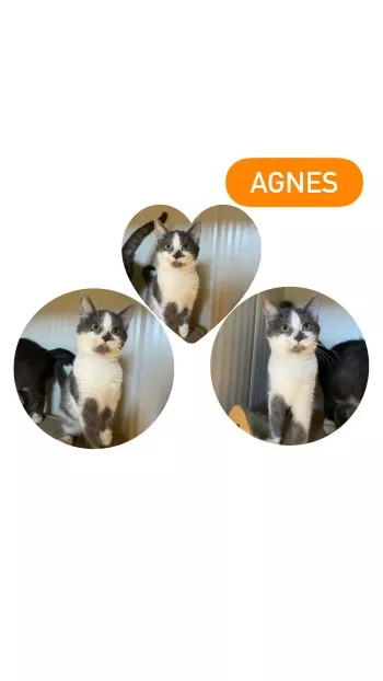 Agnes