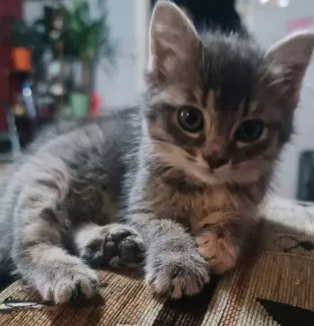 Bella *Adoptée*