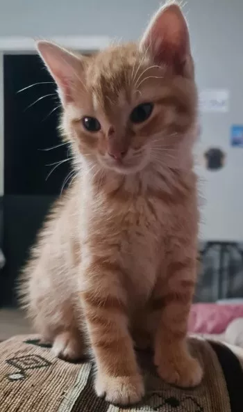 Mowgli *Adopté*